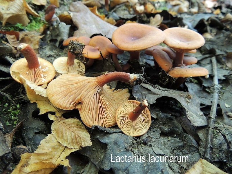 Lactarius lacunarum-amf1097-2.jpg - Lactarius lacunarum ; Syn: Lactarius decipiens var.lacunarum ; Nom français: Lactaire des bourbiers